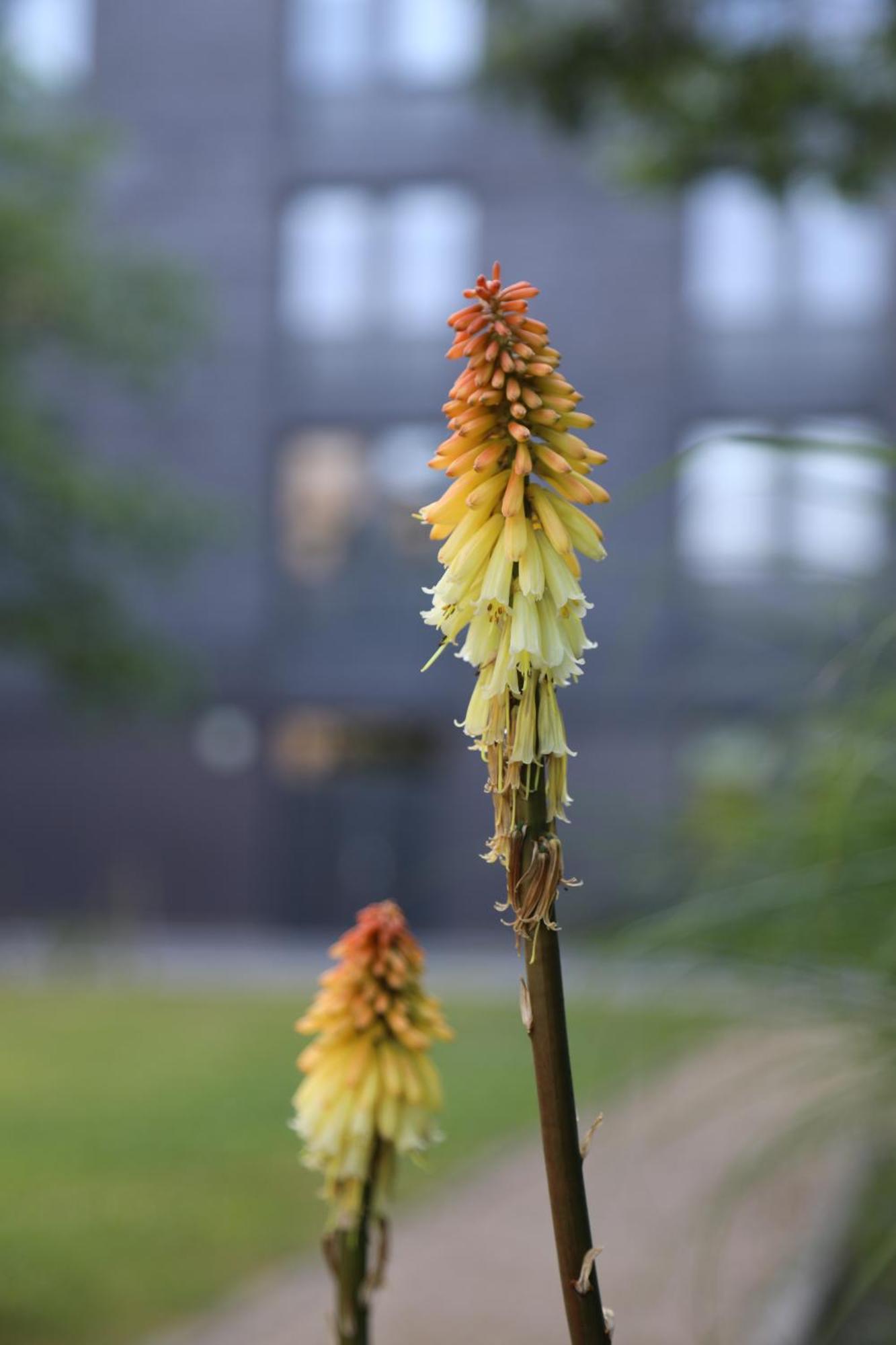 Goldcrest Village Apartments University Of Galway Dış mekan fotoğraf